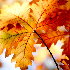 One Night In Shanghai (氧化氢版)