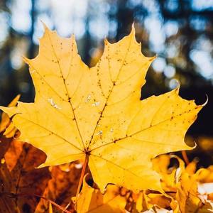 Etude No.16“Tempest”