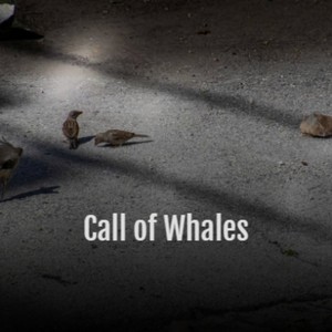 Sunrayed Specks in the Great Piano Hall