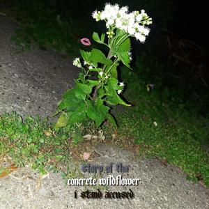 Story of tha Concrete Wildflower: I Stand Accused (Explicit)