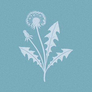 Yung Alvin - Pitypang