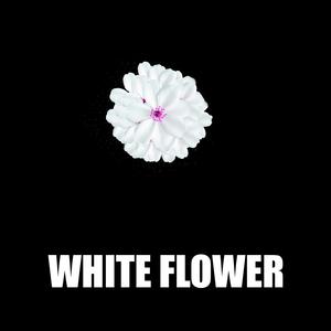 White Flower (feat.  Qbaloch QB) [Explicit]