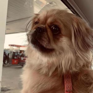 Next Up! (feat. Yung Canada & Lil Odoacre)