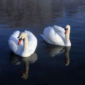 天鹅之城 (合唱版)