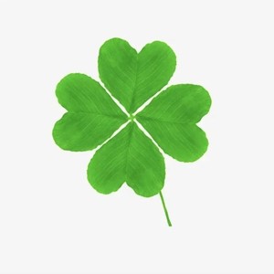 袁红晨 - 四叶草