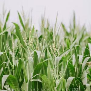 艾浒-一年级的小蜜蜜-变公主的女生-第十五集-给未来的自己-成品-V1-20210206-长安啊