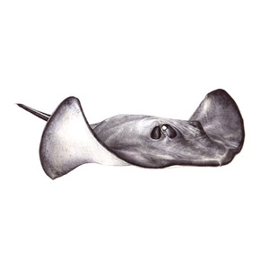 Cat's in the Bag (Explicit)