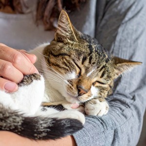 Calma Relajante Para Gatos