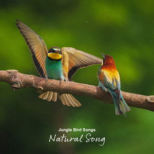 Jungle Bird Songs
