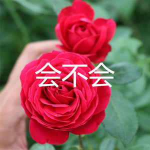 会不会