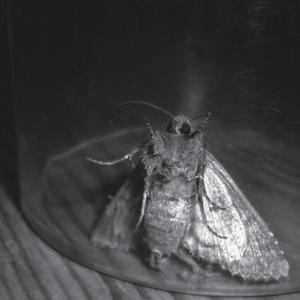 Passenger Seat (feat. Luminance)