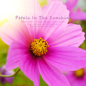 햇살에 비친 꽃잎 (Petals reflected in the sun)