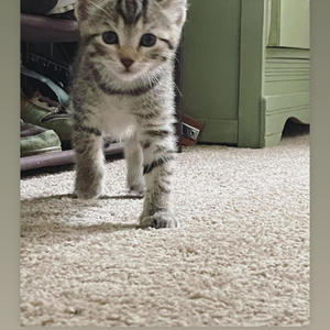 Knock'em Out (feat. BilliDee Kush King feat Bodega) (Explicit)