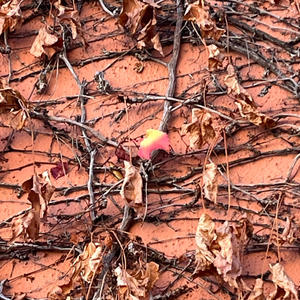 is this what you wanted? (feat. D0se)