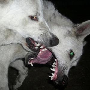 01ashes - i got cotton mouth im depressed now (Explicit)