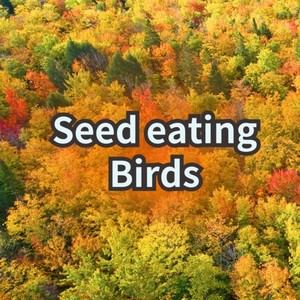 Seed eating birds