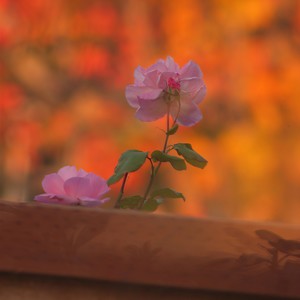 Diego Gonzalez - I Can't Forget