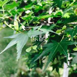 全世界都是你