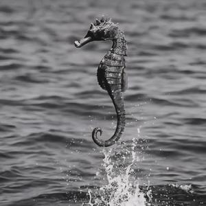 Sexy seahorse (feat. Topix) (Explicit)