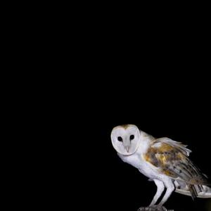 DEAD MAN (feat. TALESLINK)