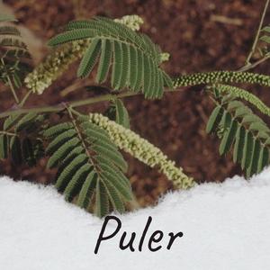 Puler