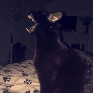 Bentley & Bags (feat. Kaihotic) (Explicit)