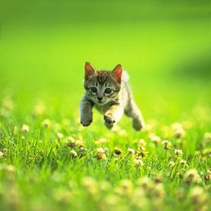 GET MONEY (feat. Gucci Mane & Don Q) (Explicit)