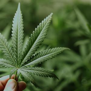 Mery (feat. Flaco Problem & Jho Fama) (Explicit)