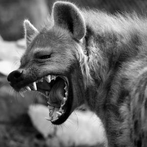 Scavengers(feat. Breathe Music, Raka Dun & Pvral) (Explicit)