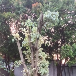 Senandung cinta rahasia