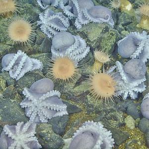 Collar Up (Radio Edit|Explicit)