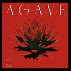 Agave