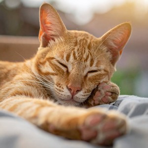 Ritmo Tranquilo De Los Gatos