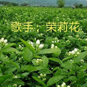花落泪纷飞 (伴奏)