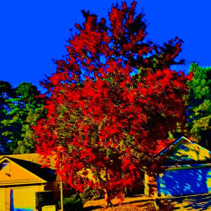 VIBRANT