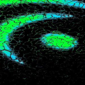 Sinuous FLux