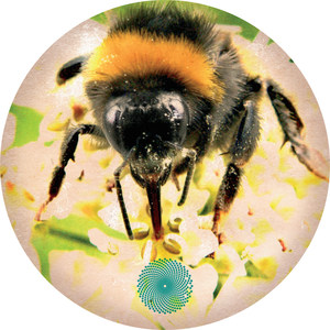 Broken Harp (Geiom Mix)