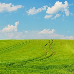 Citron Tanglefeather