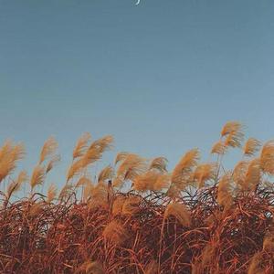 大王叫我来巡山