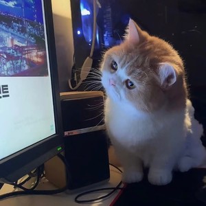 晨皓旋律6.0 (DJ版)