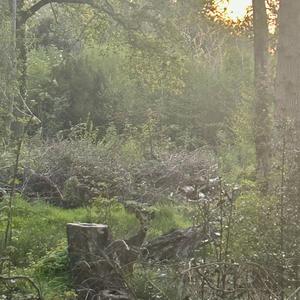 Playing in the woods (childhood)