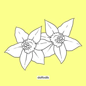 Daffodils