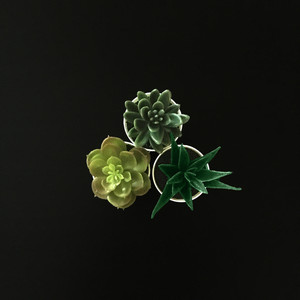 Bonsai