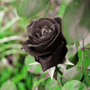 Black Rose