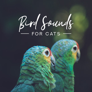 Music for Cat