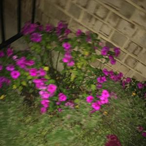 ***** (feat. Marrgielaa) (Explicit)