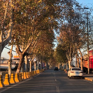 在金色阳光的路上