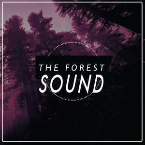 Forest Sounds - Life at the Start of the Stream