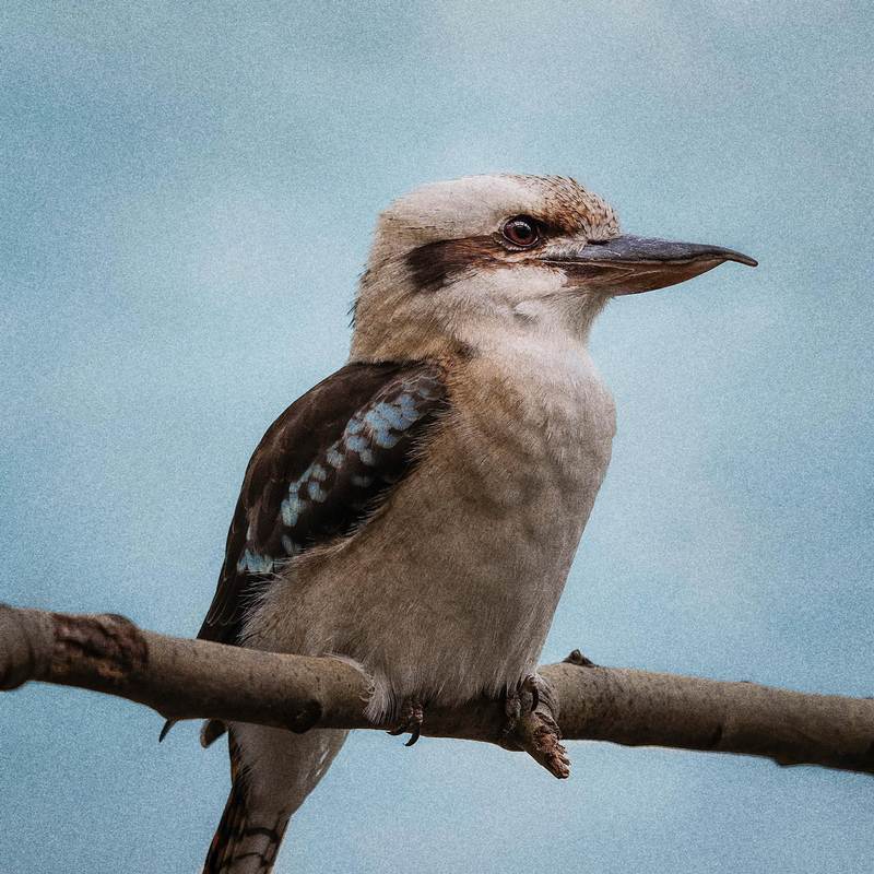 kookaburra封面