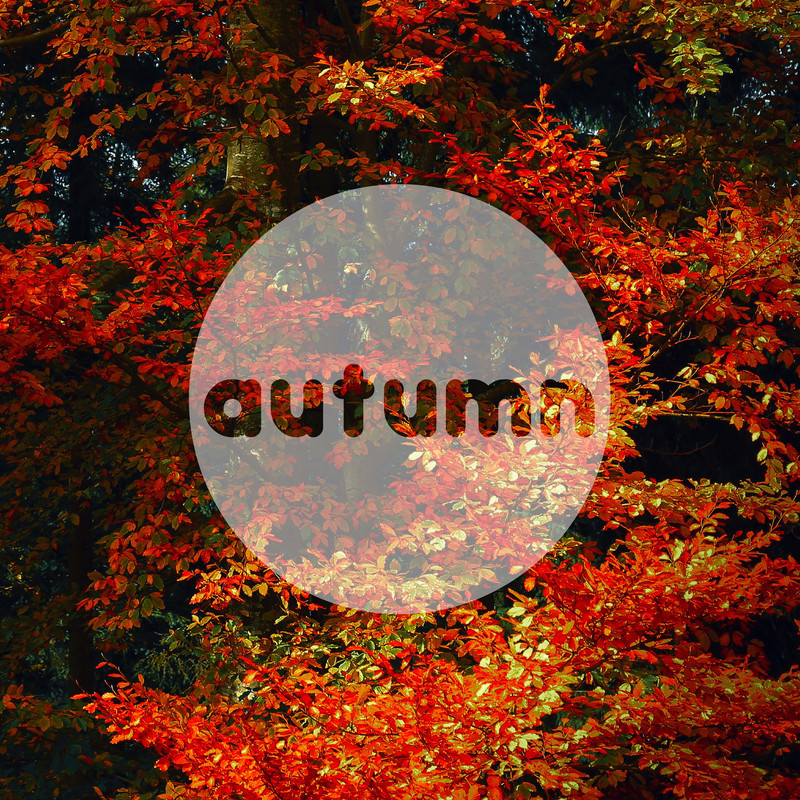 AutumnLeaves封面
